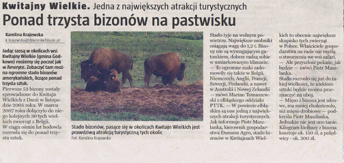 Ponad trzysta bizonów na pastwisku